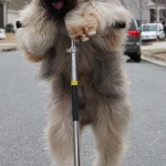 Norman the Briard