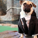 Being the perfect Pug