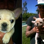 Scarlet - The Beckham's new puppy