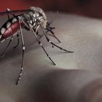Yeah Yeah Yeahs "Mosquito"