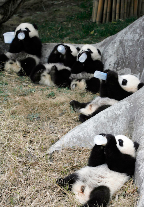your daily dose of cute – baby pandas! – PopBytes